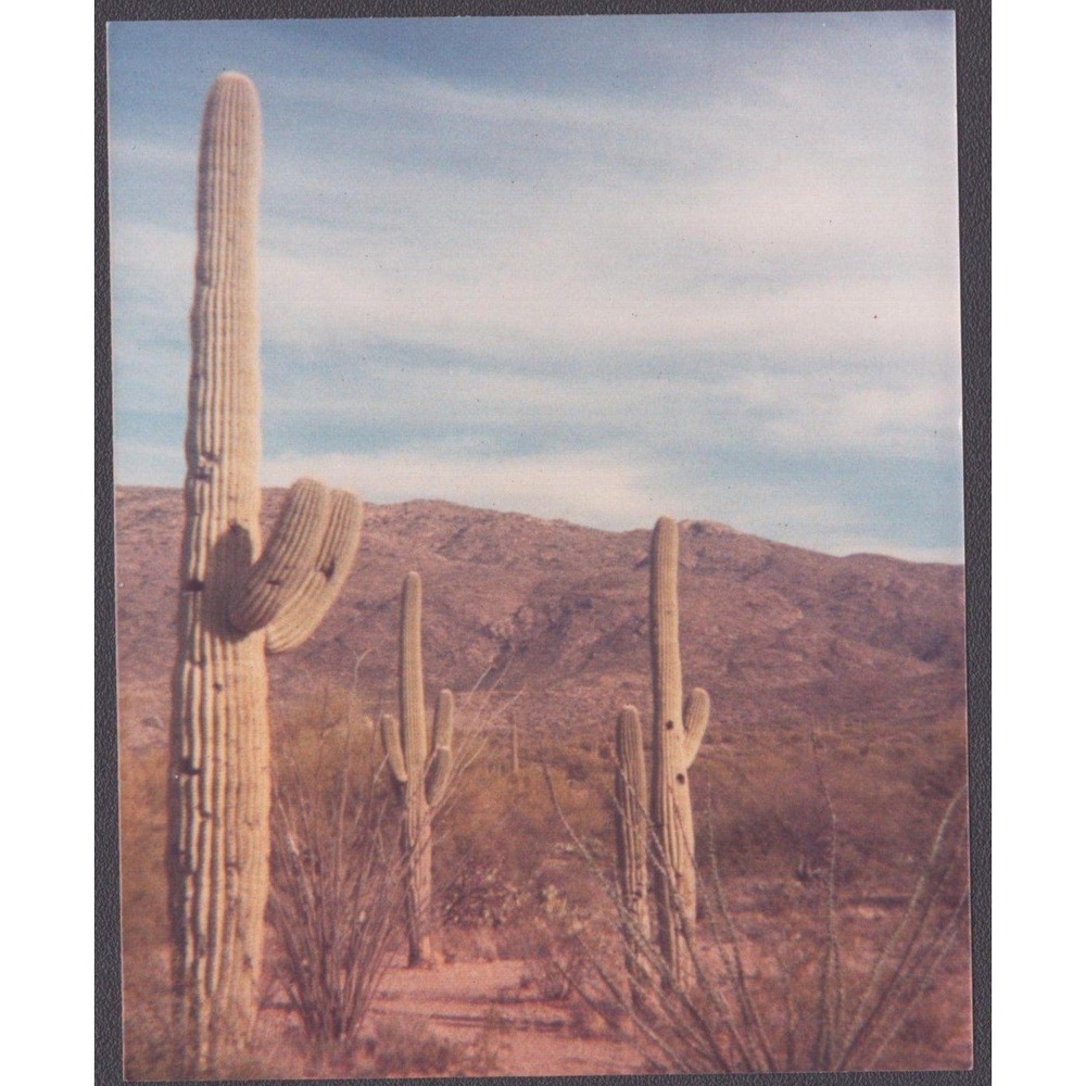 Vintage 1989 Color Snapshot Saguaro Cactus Desert Arizona Photo 3.7x4.5